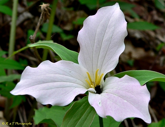 {Trillium grandiflorum}